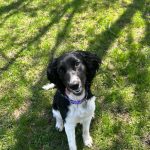 Dolly the English Springer Spaniel